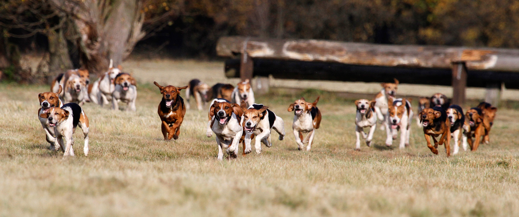 Foxhounds bei der Jagd