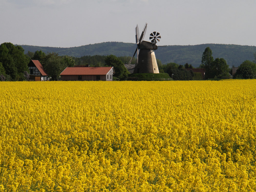 Rapsfeld mit Windmühle 