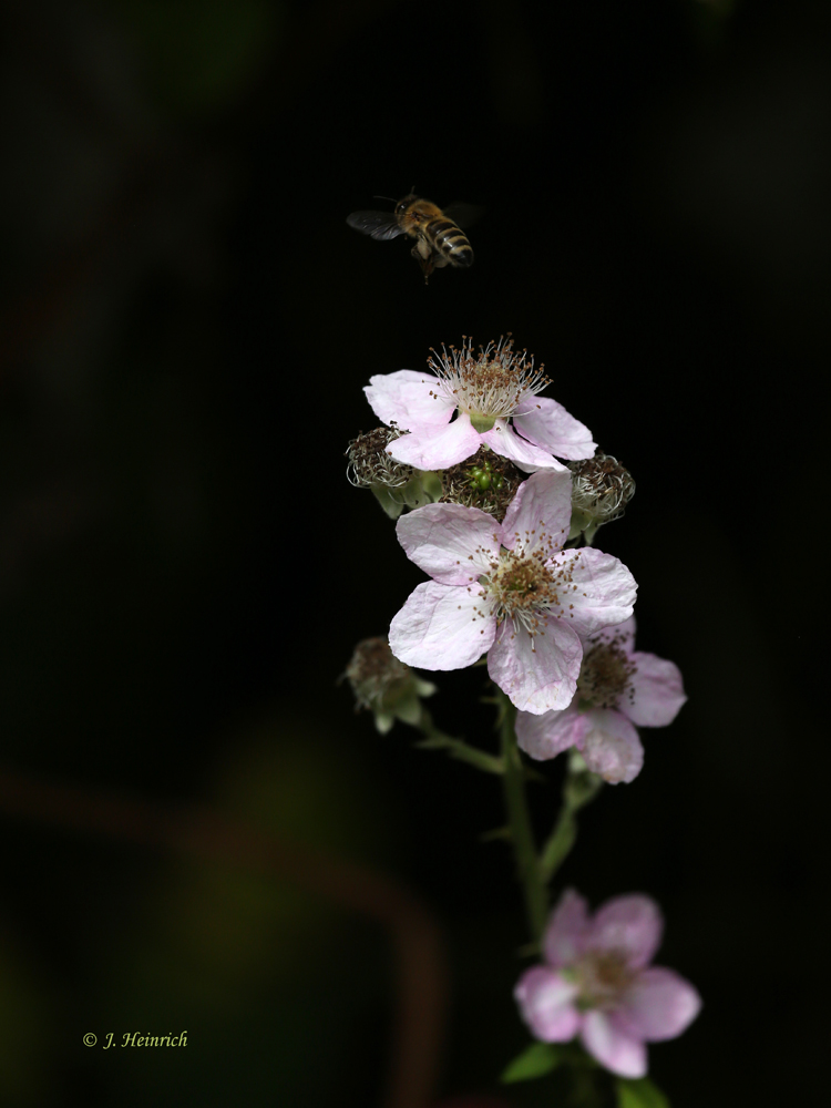 Brombeerblüte mit Biene