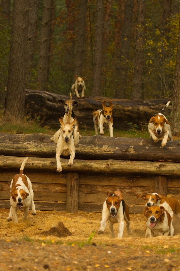 Foxhounds auf der Spur 
