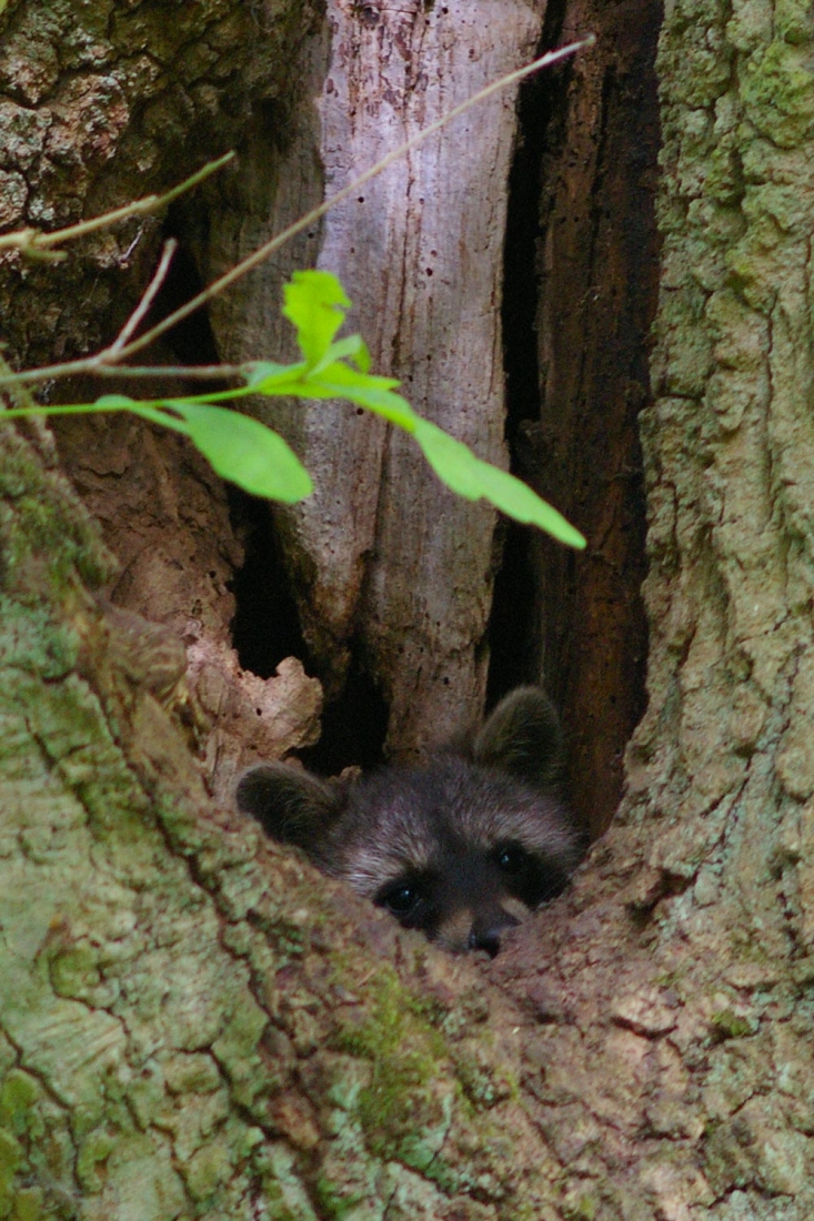 Junger Waschbär in der Baumhöhle 